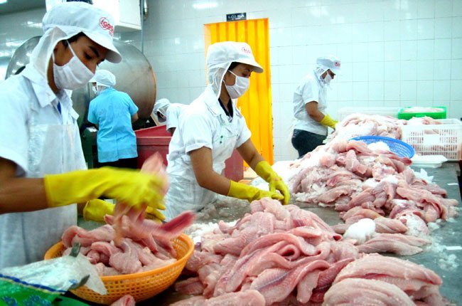 Tổng kim ngạch xuất khẩu cá tra trong năm 2013 được VASEP dự báo sẽ đạt 1,9 tỉ đô la Mỹ, tăng 5.5% so với năm 2012. Ảnh: Trung Chánh.