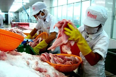 Giá cá tra giảm mạnh do nông dân mất quyền “mặc cả” trong các vụ mua bán. Trong ảnh là công nhân Công ty cổ phần Gò Đáng - Tiền Giang (GODACO) đang chế biến cá tra xuất khẩu