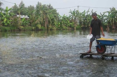 Cá tra còn nhiều tiềm năng để phát triển nếu so với lúa gạo - Ảnh: TC.