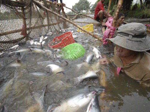 Người nuôi cá tra không tiếp nhận được nguồn vốn vay nên đang rất khó khăn. Ảnh: NGỌC TRINH