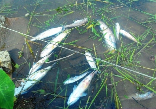 Cá trắm cỏ nuôi chết trên sông Bồ