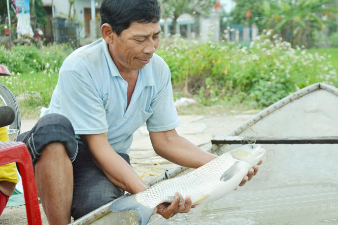 Sơn Tịnh: Trúng đậm vụ cá lồng bè