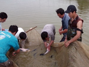 cá trắm đen