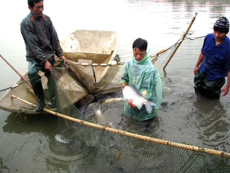 cá trắm đen