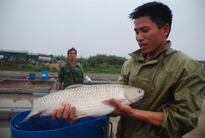 cá trắm giòn