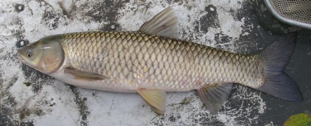 Cá trắm trắng