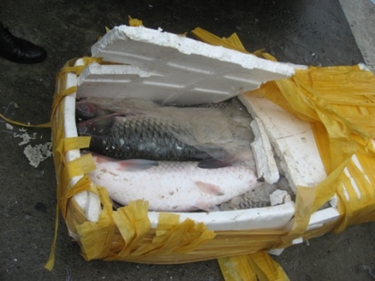 cá trắm trung quốc