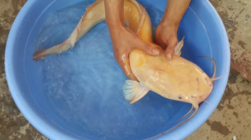 cá trê vàng 3k Ninh Bình