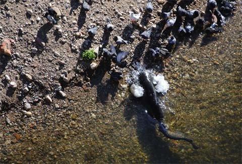 cá trê săn bồ câu