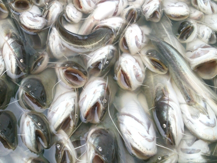 Cá trê giống nhập “chui” từ Trung Quốc