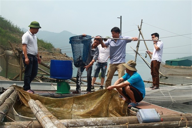Nghề nuôi cá lồng trên lòng hồ sông Đà góp phần cải thiện và nâng cao thu nhập cho người dân Hòa Bình