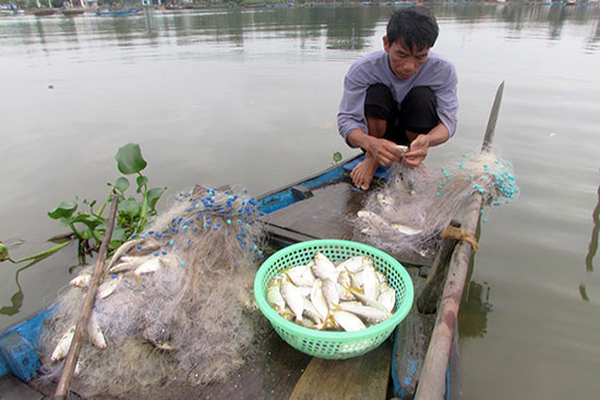 Rộn ràng mùa cá trủng