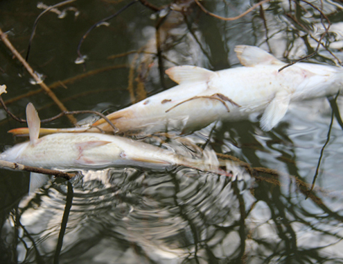 cá tự nhiên chết