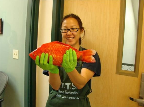 Một con cá vàng mà các nhà khoa học phát hiện trong hồ Tahoe. Ảnh: Livescience.