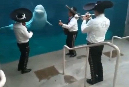 cá voi Beluga