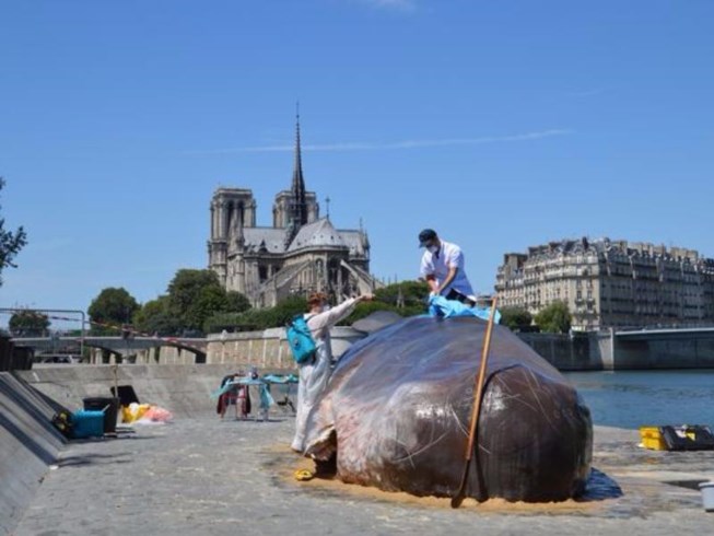 'Cá voi' bất ngờ mắc cạn giữa thủ đô Paris