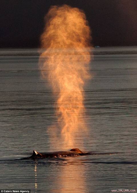 cá voi phun lửa