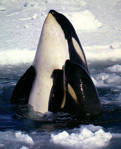 Cá voi sát thủ