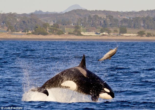 cá voi tấn công cá heo