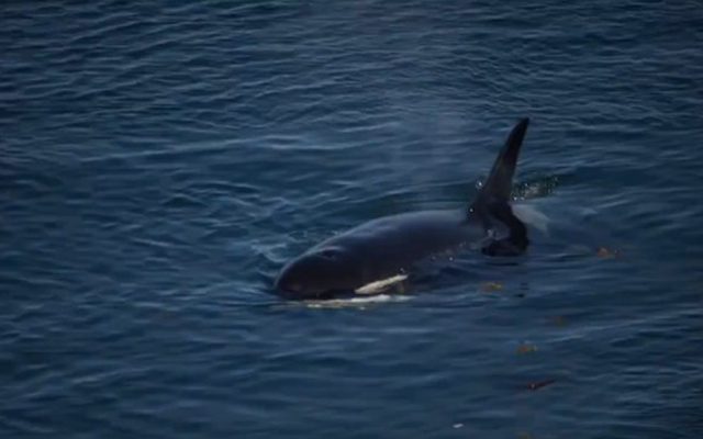 cá voi trăm tuổi