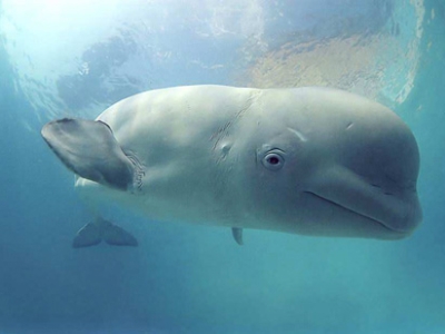 Cá voi trắng có thể bắt chước giọng người