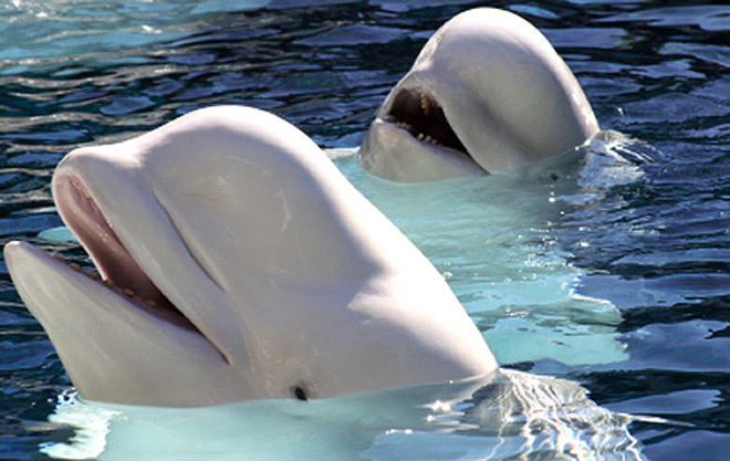 Cá voi trắng ở vịnh nhỏ Cook - Ảnh: NOAA