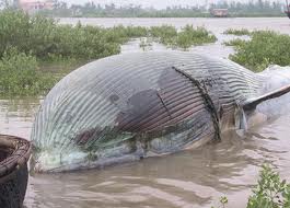 cá voi chết trôi dạt vào biển