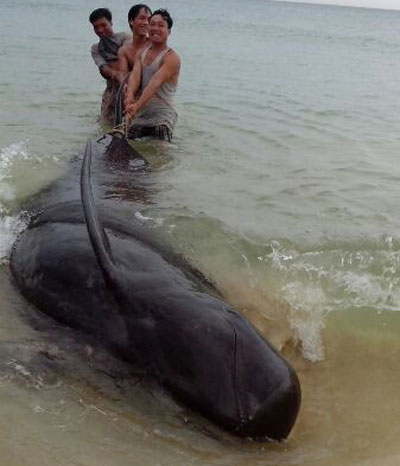 Con cá voi dạt vào bờ và dính lưới sáng 22.5