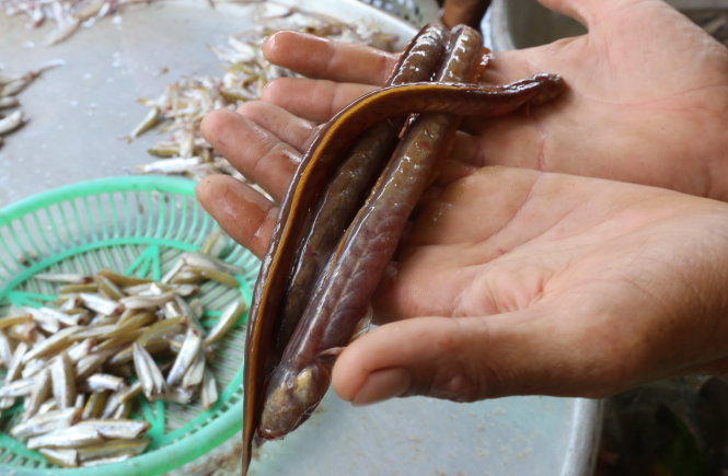 cá to, cá lớn miền tây