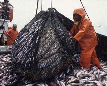 Tháng 10/2012 có 91.400 tấn cá cập cảng ở Peru