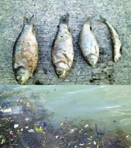 cá chết, sông Thượng Hải