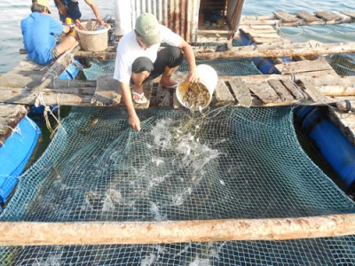 Nghề nuôi cá lồng bè đang phát triển mạnh ở xã Lại Sơn - Ảnh: H.Cúc