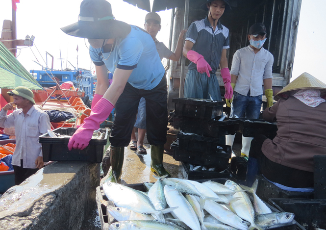 thu mua hải sản