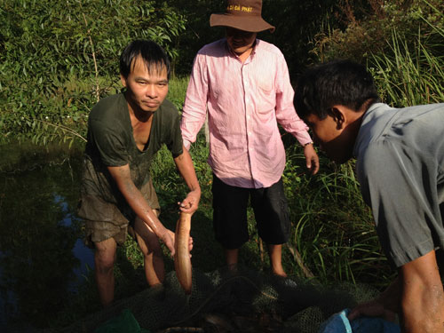 Anh Minh trúng vụ thu hoạch cá trê suối