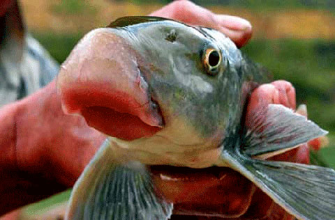 Cận cảnh sụn môi cá anh vũ.