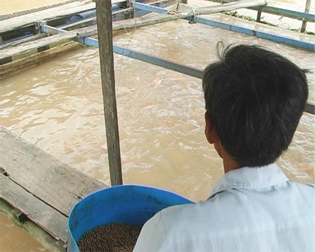 Cá điêu hồng