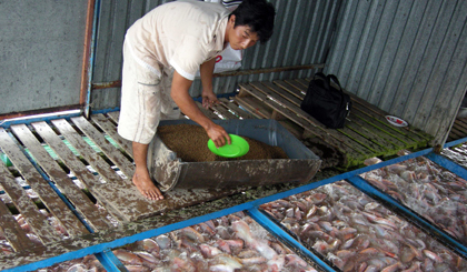 cá điêu hồng
