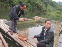 lồng cá diêu hồng