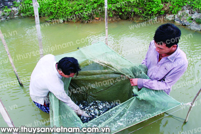 Trước khi thả cá giống nên kiểm tra sán cá trên da, vây, mang. Ảnh: Trần Huy