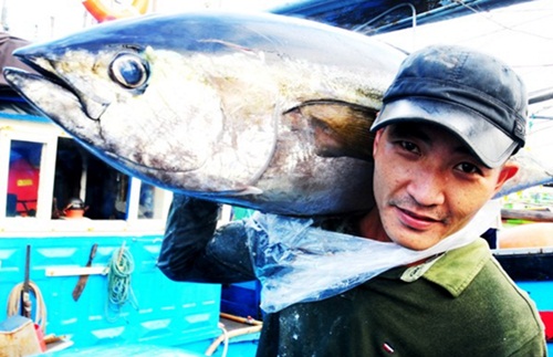 cá ngừ