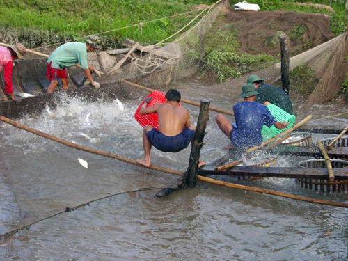 chứng nhận cá tra