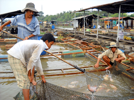 Đồng Nai: Không phát hiện chất cấm trong cá