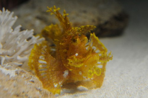 Cá bọ cạp cỏ màu vàng rất hiếm thấy (Ảnh: Julie Larsen Maher/WCS)