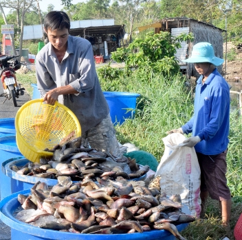 cá bổi