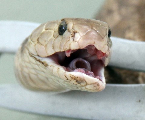 cách phân biệt rắn