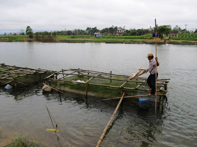 Những ngày qua bà con nông dân nuôi cá lồng trên địa bàn xã Quảng Thọ đang lo lắng trước tình trạng cá chết bất thường.
