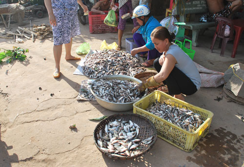 Hàng trăm ký cá được vớt lên từ rạch Vàm Bảo. Ảnh chụp tại khu vực trạm bơm xã Long Thuận