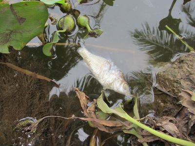 Cá chết vì ô nhiễm môi trường nước (Ảnh: Tepbac.com)