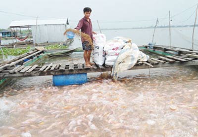 Cá điêu hồng bị nhiễm chất cấm