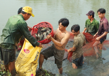 Thu hoạch cá đồng ở xã Lý Văn Lâm, TP Cà Mau. Ảnh: THANH TRÀ